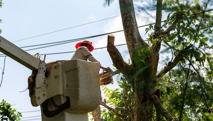 Tree-Care-And-Maintenance