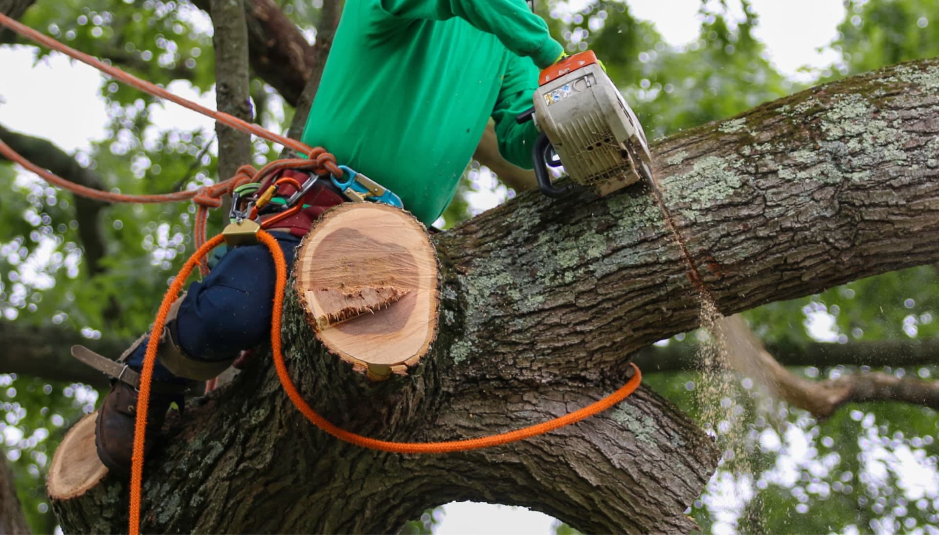 Tree-Removal-Banner