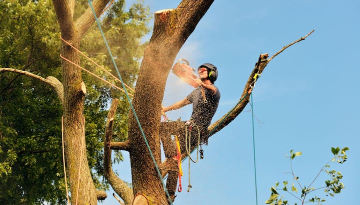 Tree-Removal-Contractors