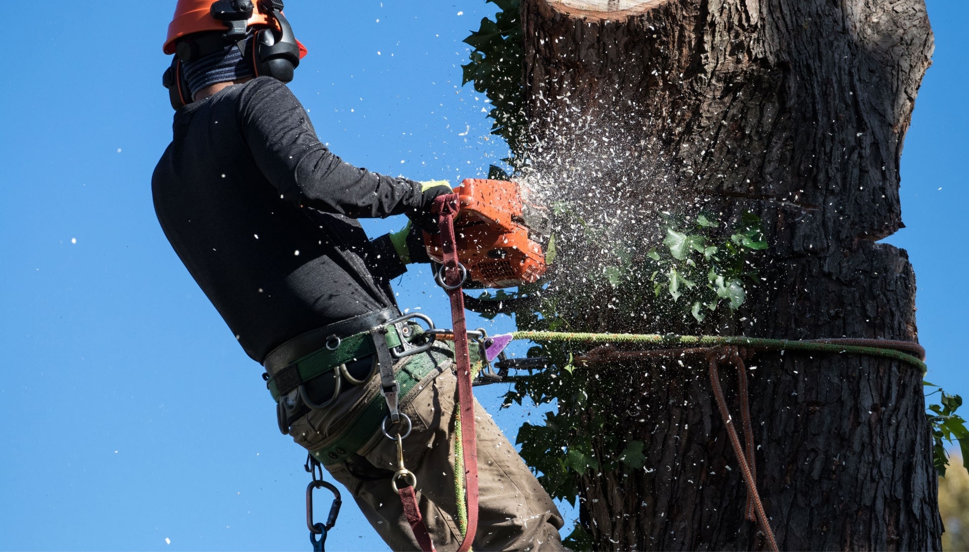 Tree-Removal-Solutions
